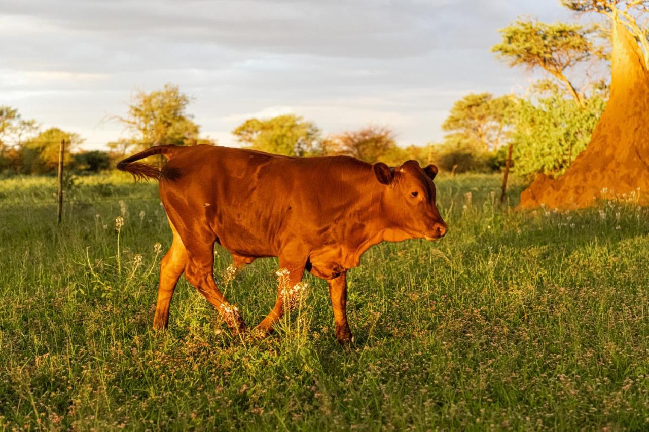 Farmstay Okakeua Okahandja Eksteriør bilde